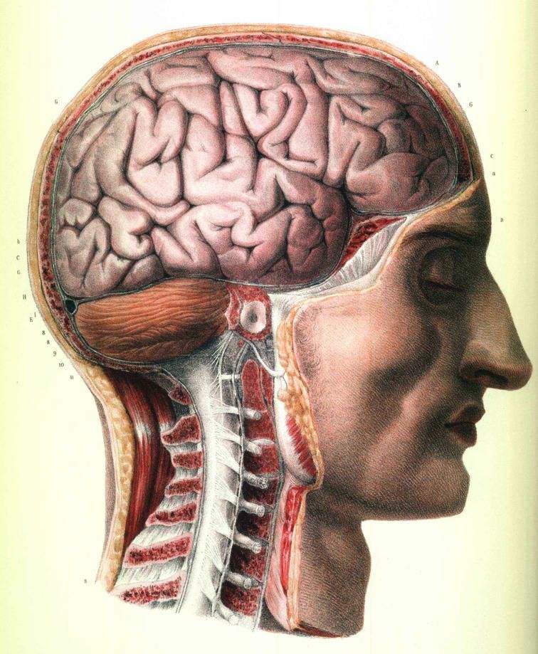bourgery_Neuroanatomie