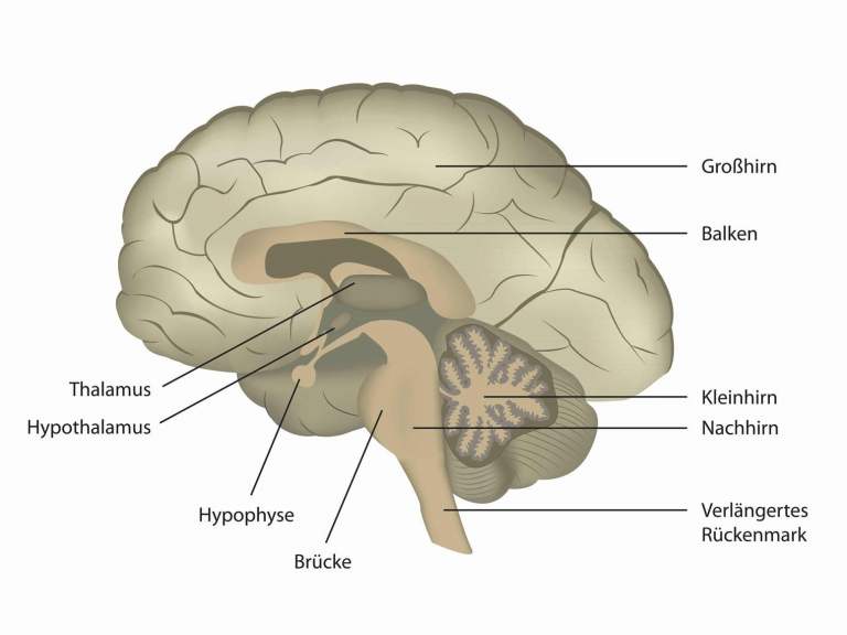 Aufbau des menschlichen Gehirns in einer Grafik. Genaue Bezeichnung der Hirnbereiche