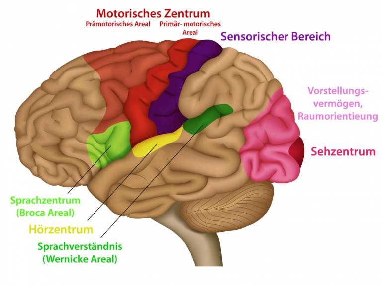 Eine Grafik vom Gehirn mit seinen verschiedenen Hirnzentren. U.a. Seh-, Hör-, motorisches-, sensorisches Zentrum ect.