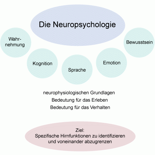 Grafik: Aufbau der Neuropsychologie. Was betrachtet sie alles
