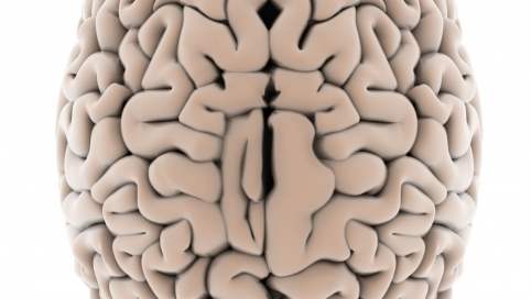 Grafik: Eine plastisches Gehirn mit Blick von oben auf die einzigartige Plastizität der Hirnwindungen